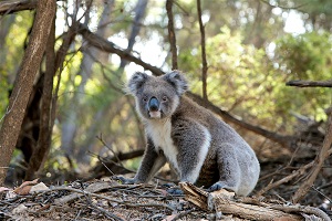 Image of a koala.